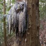 canarium-strictum-dammar2.