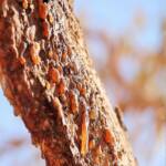 commiphora-myrrha-myrrh2.
