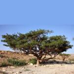 commiphora-myrrha-myrrh3.