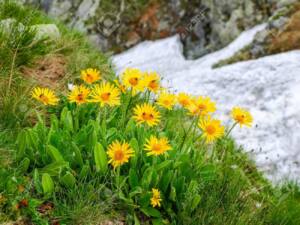 Group flowers of the Arnica montana in the Tatra Mountains