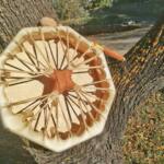 Octagonal Drum, Male Goatskin Yellow2