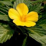 turnera-diffusa-damiana2.