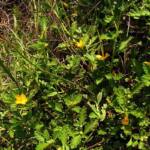 turnera-diffusa-damiana3.